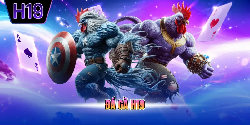 Đá gà H19